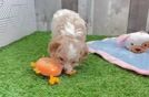 Cavapoo Puppy for Adoption