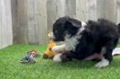 Meet Houdini - our Mini Aussiedoodle Puppy Video