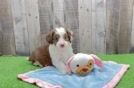 Fluffy Mini Aussiedoodle Poodle Mix Pup