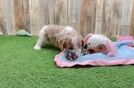Meet Ulani - our Cavapoo Puppy Video