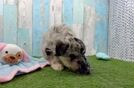 Mini Huskydoodle Pup Being Cute