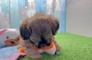 Shih Poo Puppy for Adoption