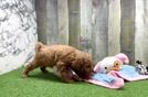 Adorable Golden Retriever Poodle Mix Poodle Mix Puppy
