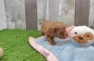 Cavapoo Puppy for Adoption