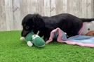Cute Doxie Purebred Puppy
