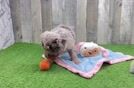 Mini Labradoodle Pup Being Cute