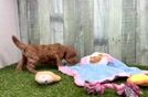 Cavapoo Puppy for Adoption