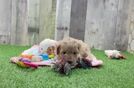 Playful Multipoo Poodle Mix Puppy