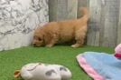 Meet Carson - our Mini Goldendoodle Puppy Video