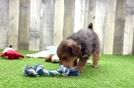 Mini Goldendoodle Puppy for Adoption
