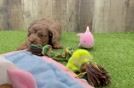 Sweet Cavapoo Baby