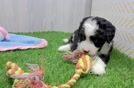 Cute Mini Bernedoodle Baby