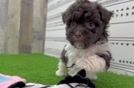 Popular Havanese Baby