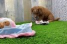 Mini Goldendoodle Pup Being Cute