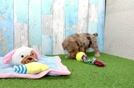 Friendly Yorkie Poo Baby