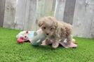 Funny Maltipoo Poodle Mix Pup