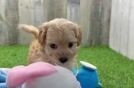 Funny Maltipoo Poodle Mix Pup