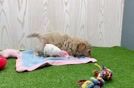 Best Maltipoo Baby