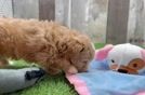 Meet Toledo - our Maltipoo Puppy Video