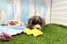 Mini Bernedoodle Pup Being Cute