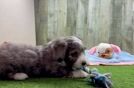 Fluffy Aussiechon Designer Pup