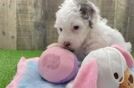 Playful Sheepdoodle Poodle Mix Puppy