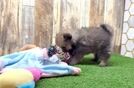 Cute Pom Pom Purebred Puppy