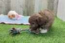 Popular Shih Poo Poodle Mix Pup