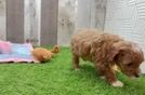 Playful Cavapoodle Poodle Mix Puppy