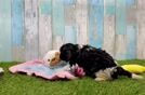 Best Cavapoo Baby