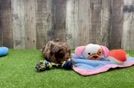 Meet Kandace - our Cavapoo Puppy Video