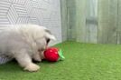 Meet York - our Poodle Puppy Video