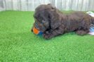 Cockapoo Pup Being Cute