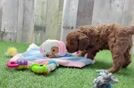 Small Cavapoo Baby