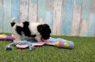 Havapoo Puppy for Adoption