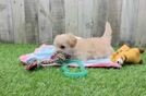 Meet Wonka - our Maltipoo Puppy Video