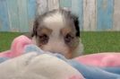 Aussiechon Puppy for Adoption