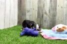 Morkie Pup Being Cute