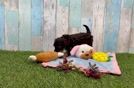 Playful Havadoodle Poodle Mix Puppy