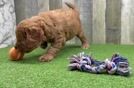 Meet Hardy - our Mini Goldendoodle Puppy Video