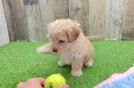 Smart Maltipoo Poodle Mix Pup