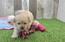 Maltipoo Puppy for Adoption