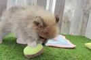 Fluffy Dwarf Spitz Purebred Puppy