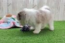 Sweet Shih Poo Baby