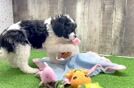 Cavapoo Puppy for Adoption