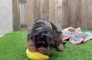 Friendly Cavapoo Baby