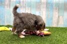 Mini Bernedoodle Pup Being Cute