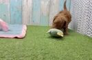 Playful Cavapoodle Poodle Mix Puppy