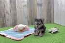 Morkie Puppy for Adoption