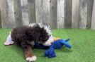 Cute Mini Bernedoodle Baby
